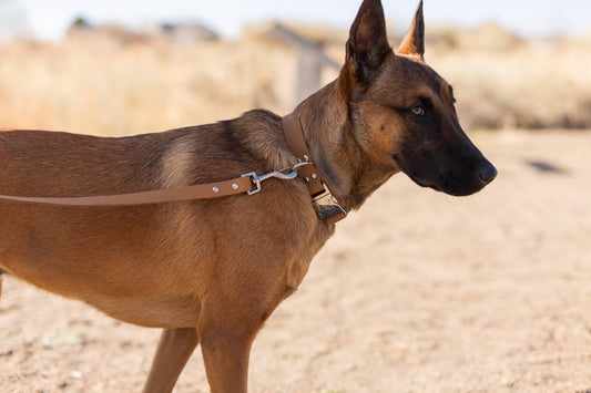 new euro style dog leash and collar