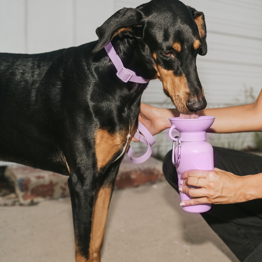 Awesome dog water bottle with attached bowl