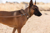 Euro-Dog Collars and Leads in soft brown leather on a white background