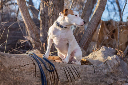 Leather Dog Collar | Raptor Brand Store