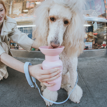 Dog Travel Water Bottle | Raptor Brand Store