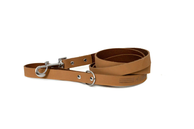 Dog wearing Euro-Dog Collars and Leads during a walk in the park