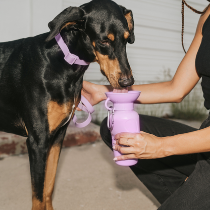 Dog Travel Water Bottle | Raptor Brand Store