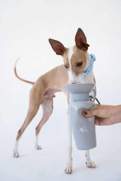 Dog Travel Water Bottle | Raptor Brand Store